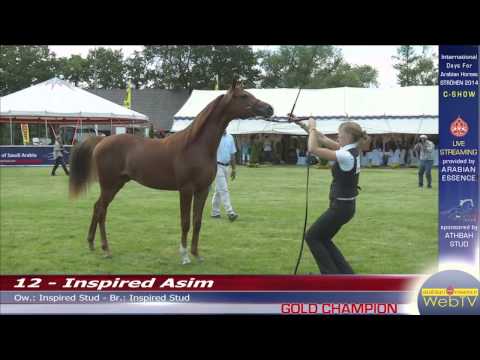 Strohen European C Show - Highlights