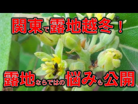 アボカドの木は霜を恐れて冬を守り、冬の霜を防ぎますか