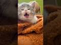 cat 🐈 funny shorts monkey 🐒 #comedy #monkey #cats #laugh #shorts