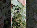 Lovely Mini Gardens In My House