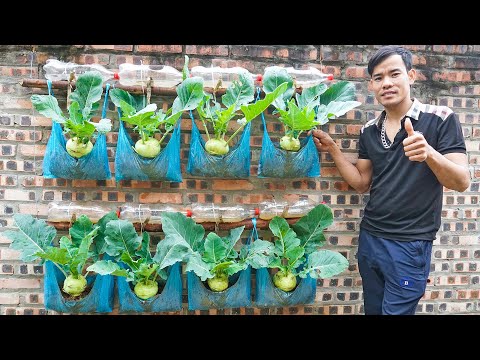 No need for a garden, grow vegetable in Plastic bag on wall to provide for the family