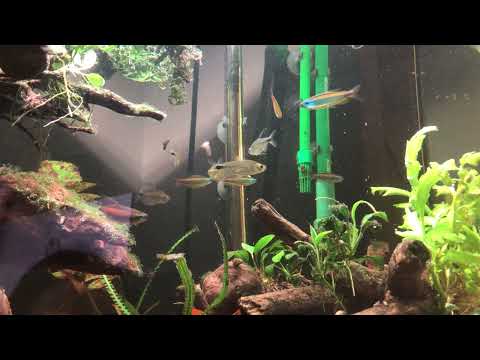 Phenacogrammus aurantiacus (golden Congo tetra) males sparring