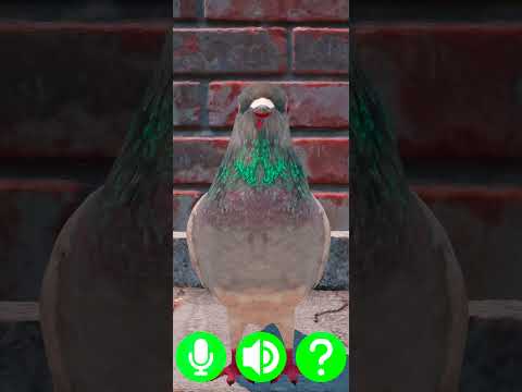 Talking Pigeon video thumbnail