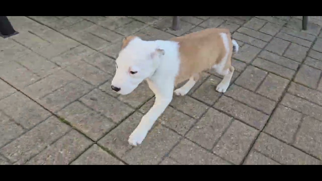 Enlarge Emerald, an adopted mixed breed in Aurora, IL video 3/3