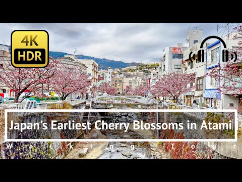 [4K/HDR/Binaural] Japan's Earliest Cherry Blossoms in Atami Walking Tour - Shizuoka Japan