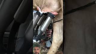 Download lagu #cow #milkingmachinetamilnadu #dairyherd #farming #milk #dairy #cowmilk mp3