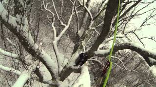 Winter Tree Climb In The Beekeeper