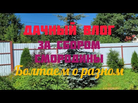 Dacha Vlog. We chat about many things while picking currants.