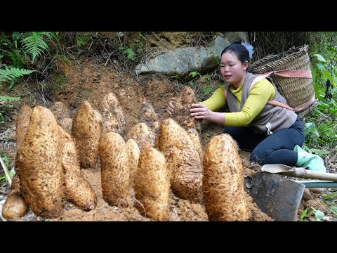 Harvesting Taro & White Radish From The Garden to Sell at The Market - Cooking After a Hard Day.