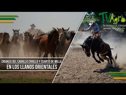 , title : 'Crianza del Caballo Criollo y Cuarto de Milla en los Llanos Orientales-TvAgro por Juan Gonzalo Angel'