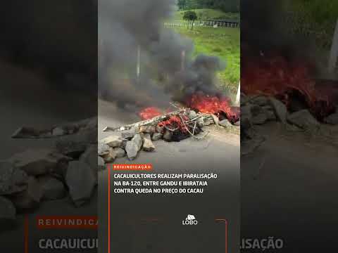 Cacauicultores realizam paralisação na BA-120, entre Gandu e Ibirataia contra queda no preço do caca