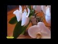 Как я заставила цвести орхидею. Phalaenopsis 