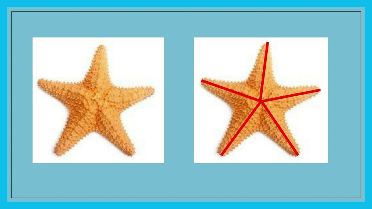 What is radial symmetry?