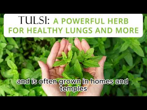 WHAT IS HEALTH BENEFIT OF TULSI  / SHORT HISTORY OF TULSI