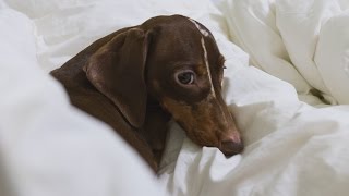 Dog pretends to be asleep to get toy