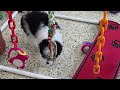 Miniature Poodle dogs for sale: Confetti - Video 1