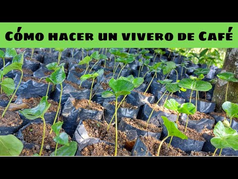 Cómo hacer un vivero de Café