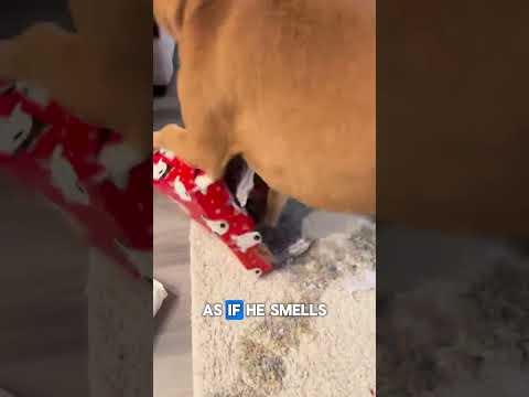 Dogs Get Excited on Christmas Morning #dogs #pets #christmas #gifts