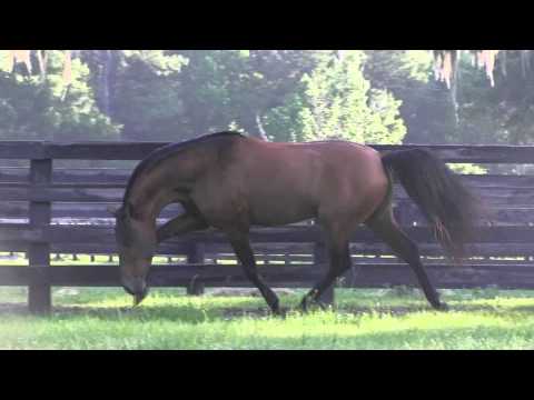 SOLD - Notorio MC - PRE Andalusian Stallion