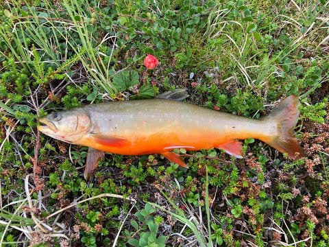 Kalastusvaellus Finnmarkissa 2022  - Team Tyhjänpyytäjät! -  Osa 1