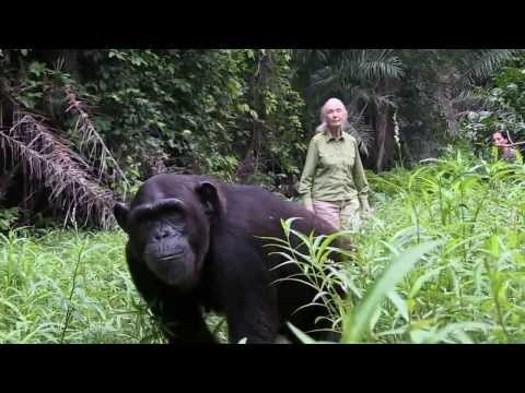 The Story of Wounda the Chimpanzee