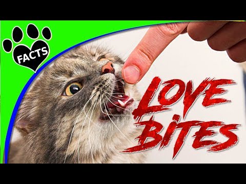 Why Does My Cat Bite Me?