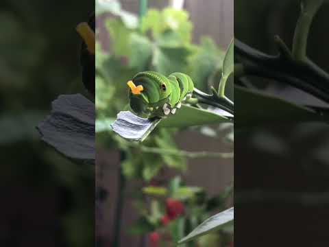 蝶を庭に引き寄せる理由と方法を知りたいですか？生物学的連鎖におけるそれらの役割は何ですか?  庭園