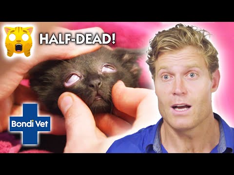 Can This Vet Save a Half-Dead Kitten? | Full Episode | E55 | Bondi Vet