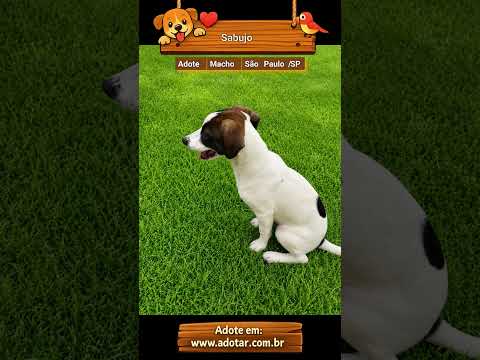 Vídeo de Sabujo