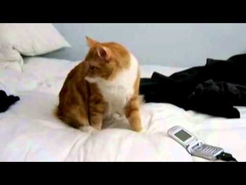 Gatonovela - DeShawn and Jimmy talk it out - Cat Soap Opera