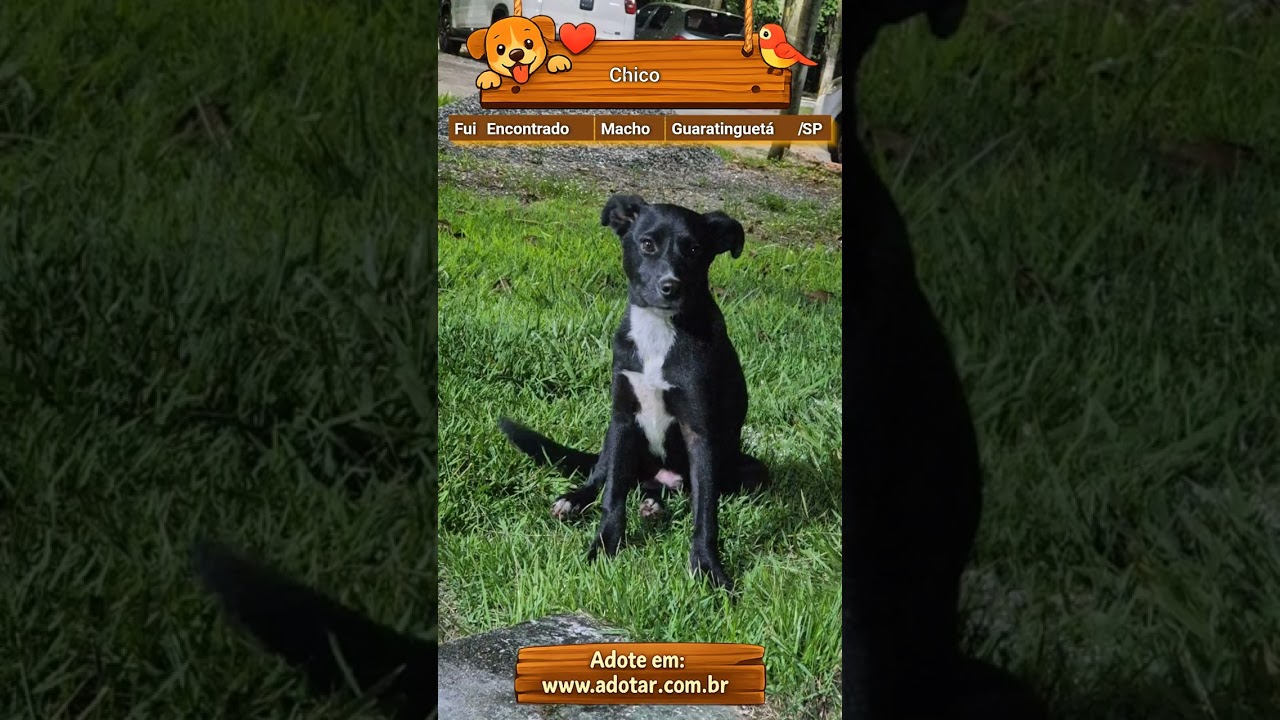 Cachorro raça SRD-ViraLata idade 2 a 6 meses nome Chico