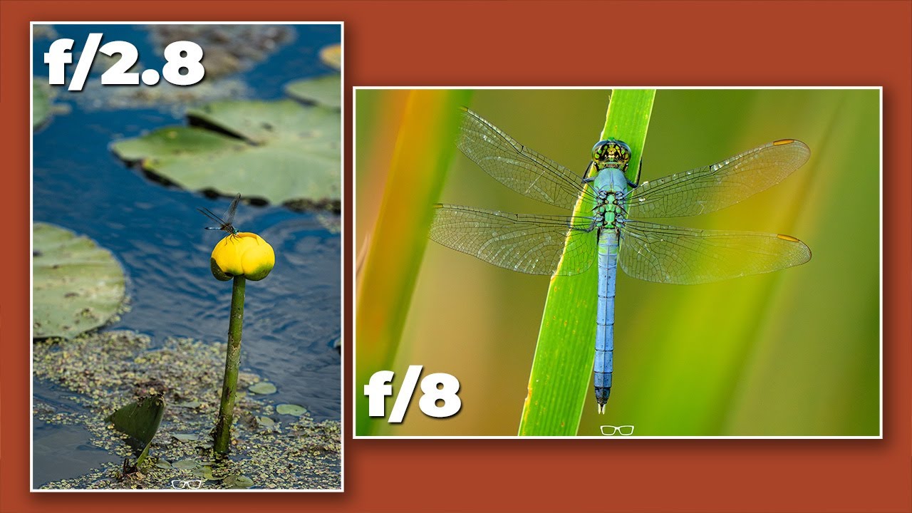 Stop shooting f/2.8 for Wildlife (Do this instead)