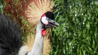 Download lagu Exotic Bird Farm mp3