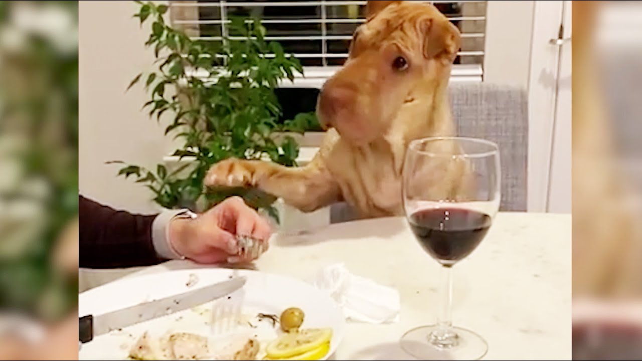 Funny Dogs Begging for Food 2020 - NEW COMPILATION! [Funny Pets]