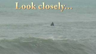 preview picture of video 'Not a great white shark'