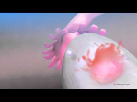 Ovulation & the menstrual cycle - Narrated 3D animation