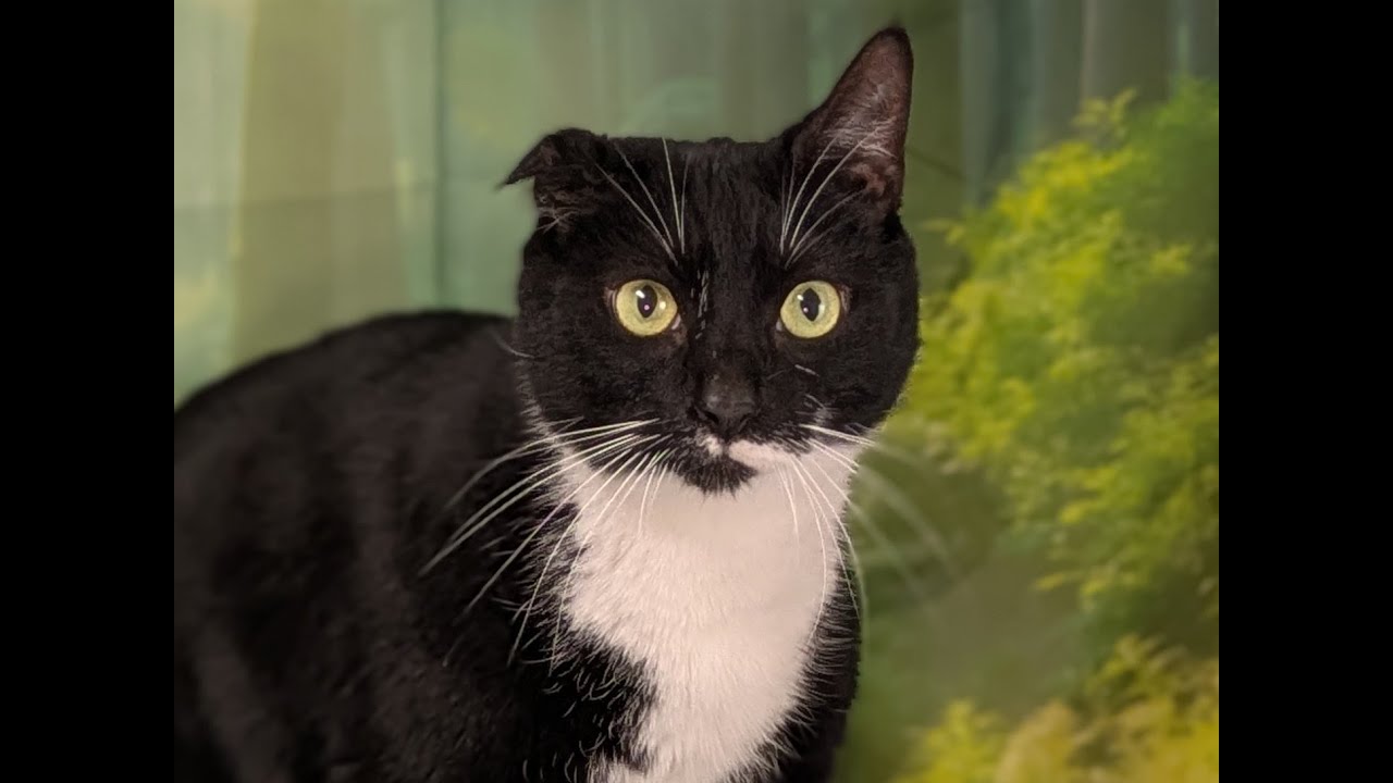 Enlarge Kevin the Terrible, a ADOPTABLE mixed breed in Republic, WA video 6/6