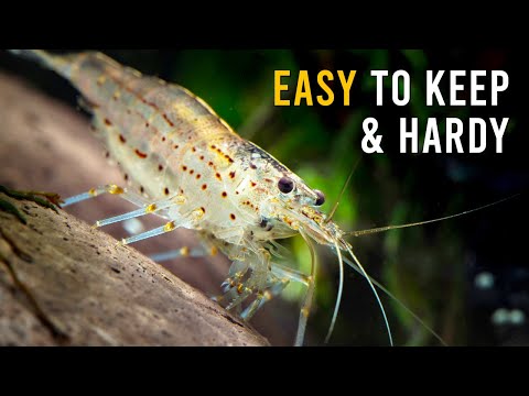 The ULTIMATE Amano Shrimp Care Guide For Beginners!