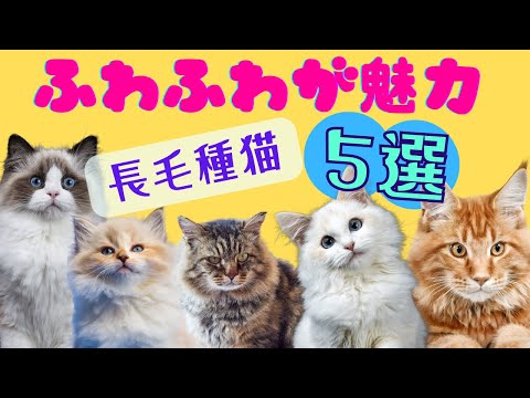 長毛猫 - 定義