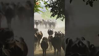 Water Buffalo Sounds (Water Buffaloes Being Driven Along A Dusty Path)