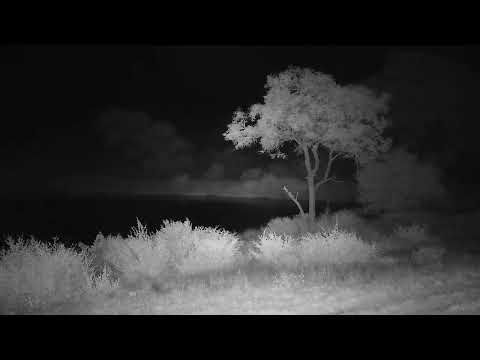 Djuma: Lone Hippo arrives - 01:44 - 05/02/2023