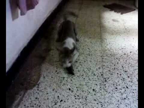 Kajal cat playing with mouse