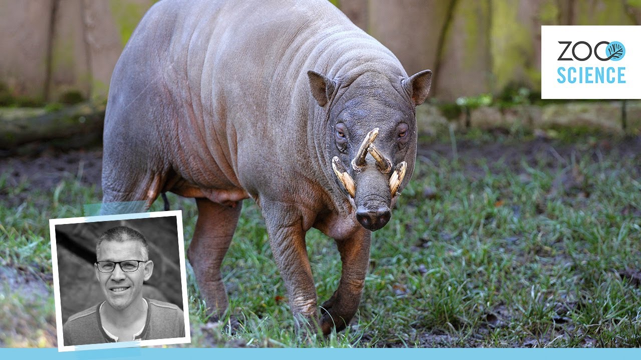 The truth about Sulawesi