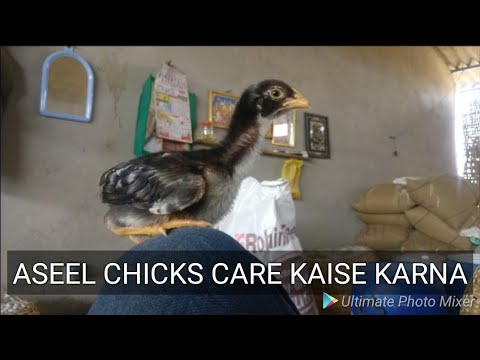 ASEEL CHICKS CARE KAISE KARNA
