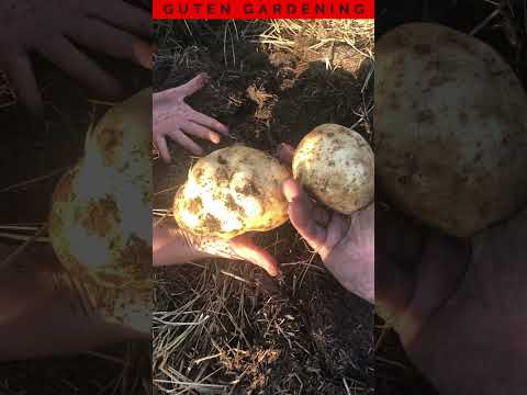 Get a Glimpse Into Our Ruth Stout Potato Harvest #shorts