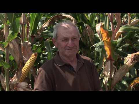 LK HIBRIDI - Dublje: Bećar i Delija, spremaju se na vašar