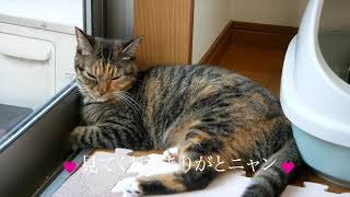 マンチカン女子の日常