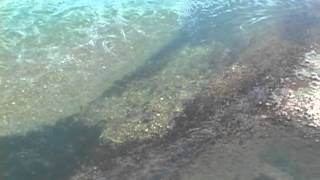 preview picture of video 'Brown Trout Spawning Underwater'
