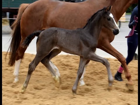 Hengstfohlen geb. 12.05.2022 v. Van Dijk - Danciano - His Highness