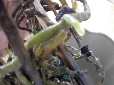 New roots on SWC Angraecum at last!